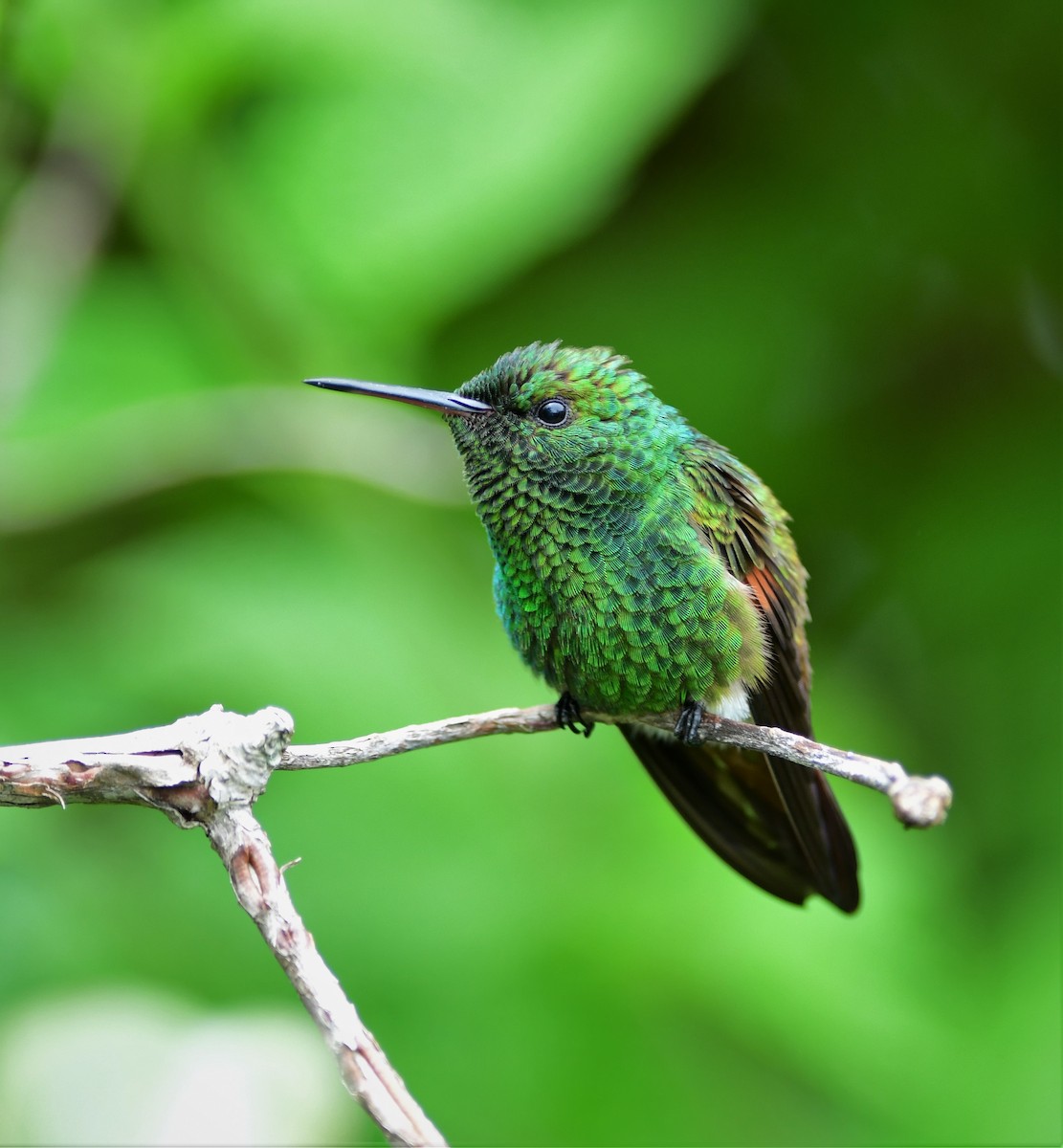 kolibřík mexický - ML179504421