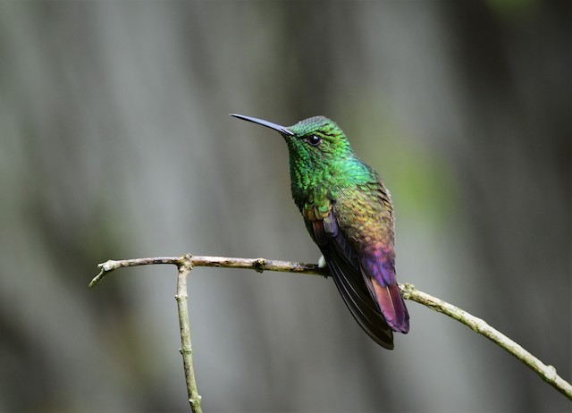 berylline hummingbird