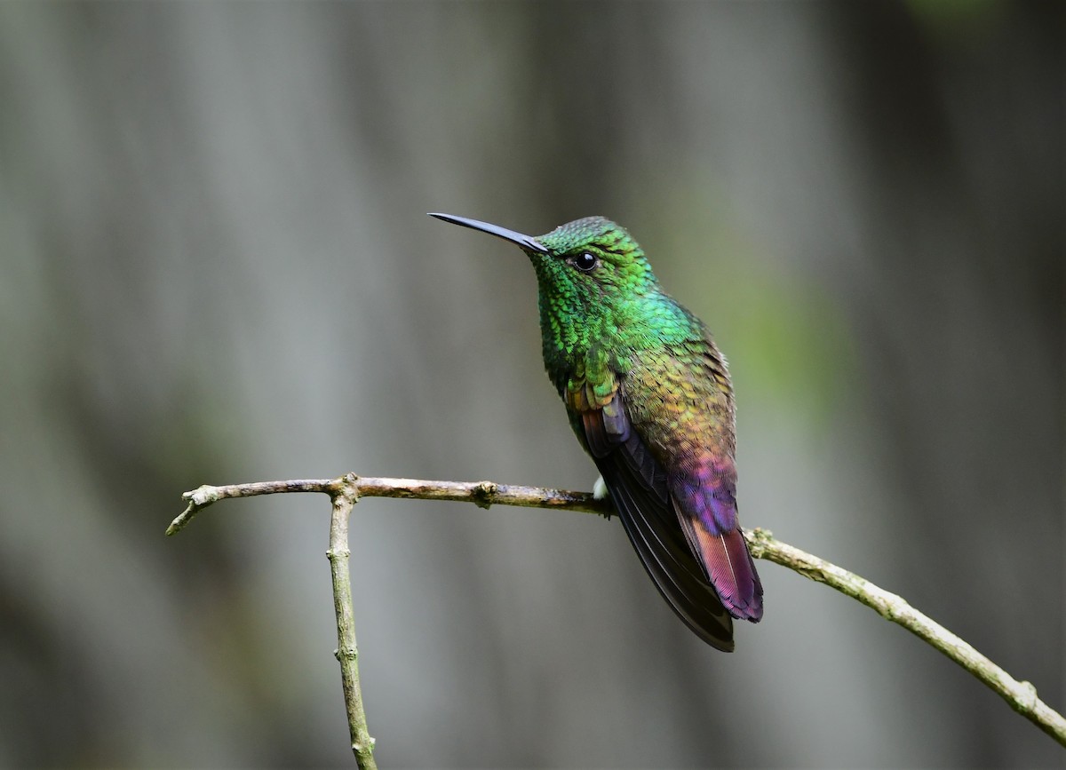 kolibřík mexický - ML179504431