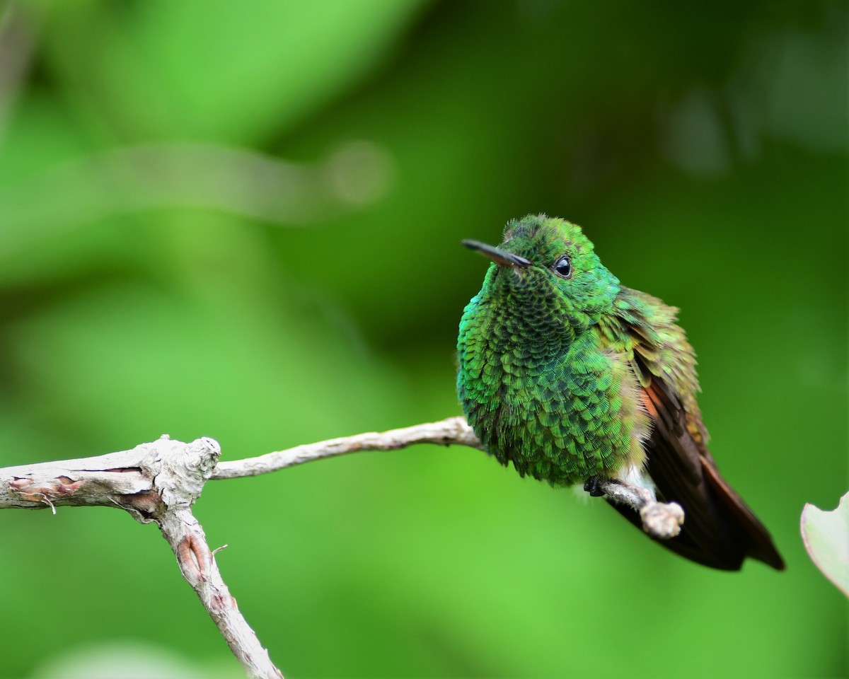 kolibřík mexický - ML179504461