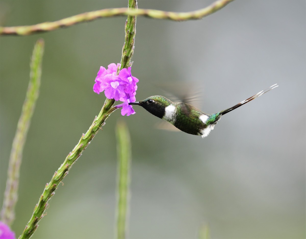 Sparkling-tailed Hummingbird - ML179504681