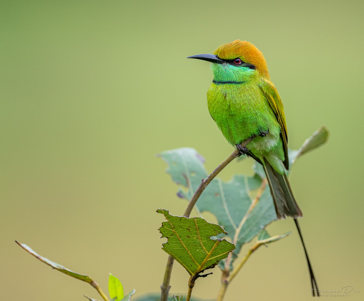 Asian Green Bee-eater - Abhishek Das