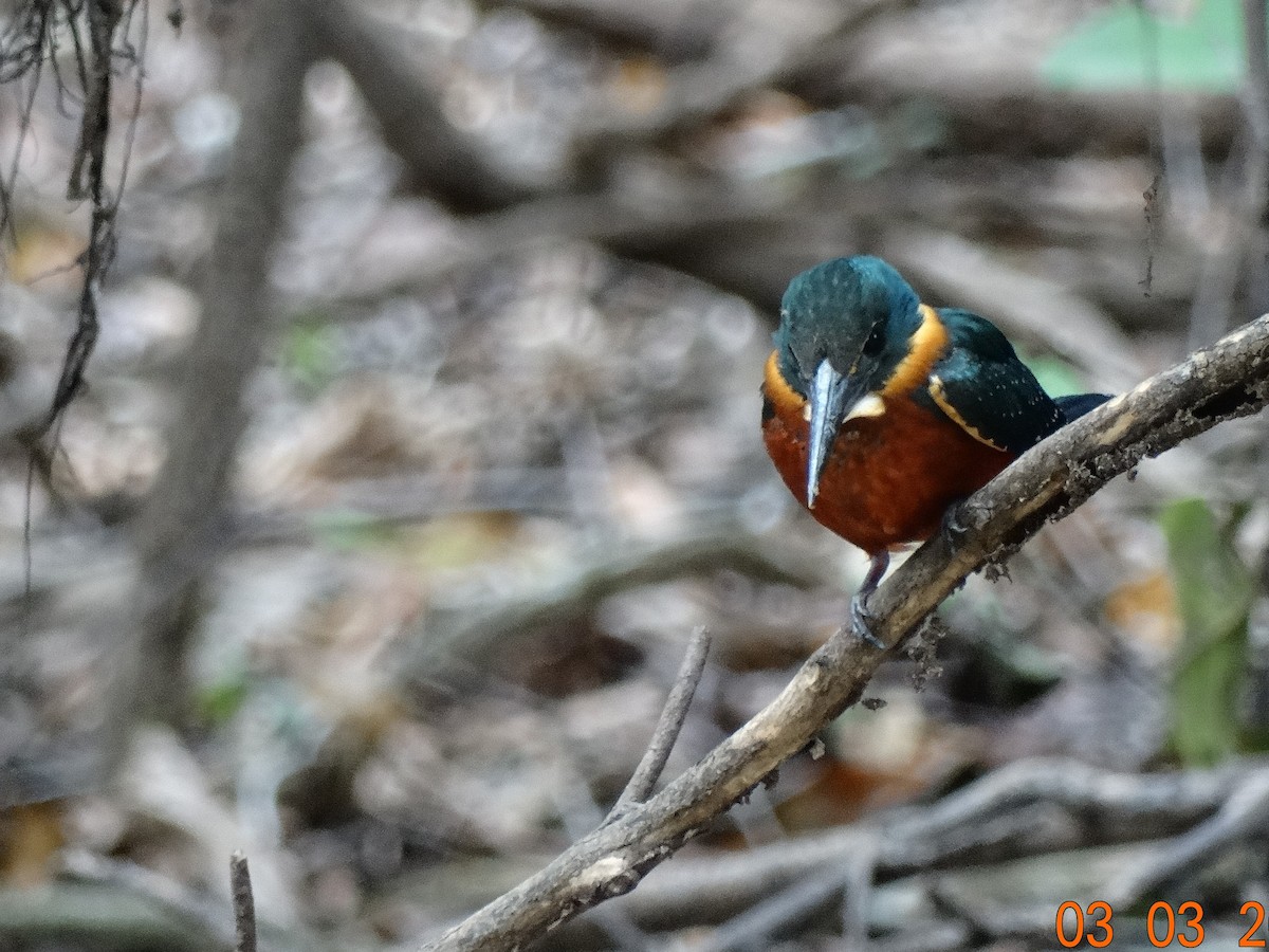 Green-and-rufous Kingfisher - Michael Bird