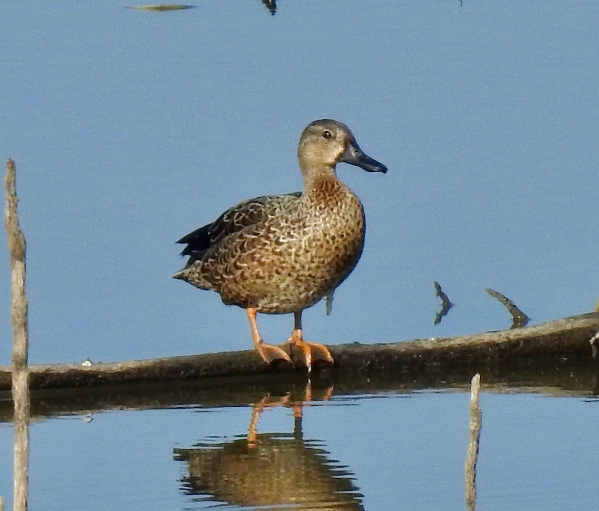 Blue-winged Teal - ML179513211