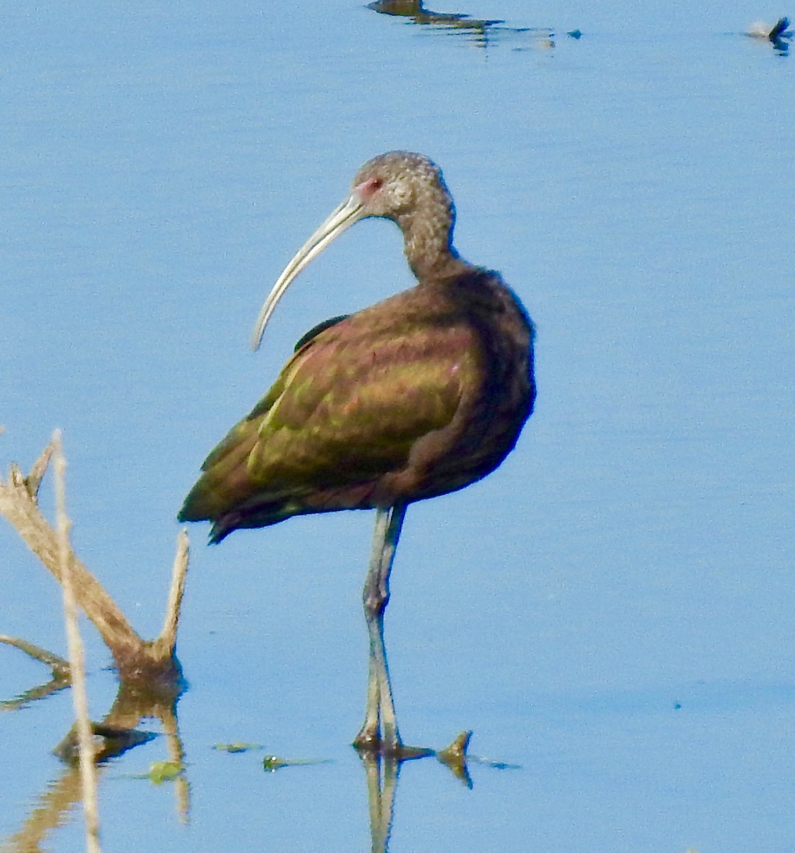 ibis americký - ML179513641