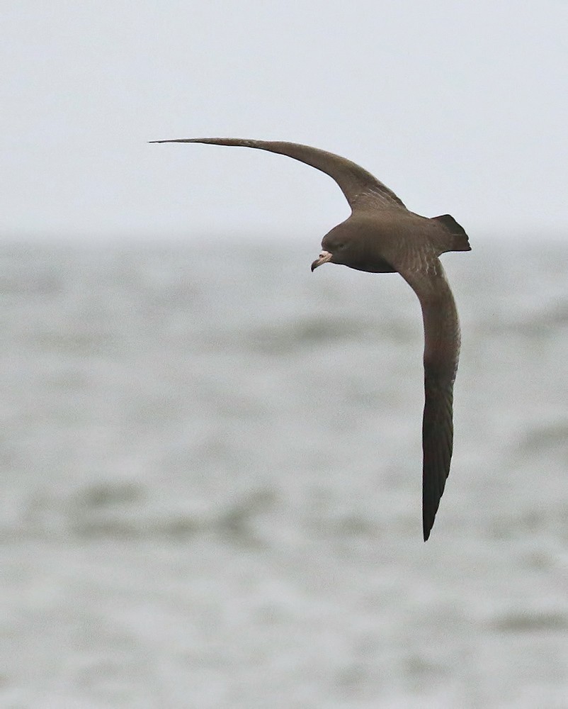 Flesh-footed Shearwater - ML179514251