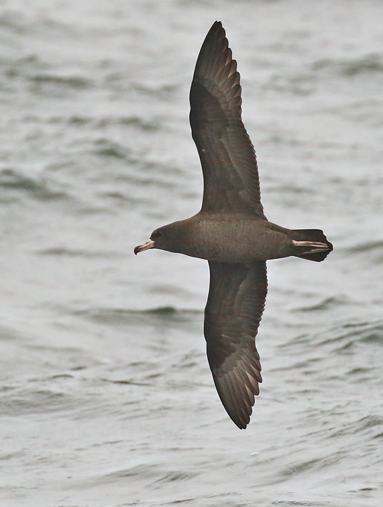 Flesh-footed Shearwater - ML179514601