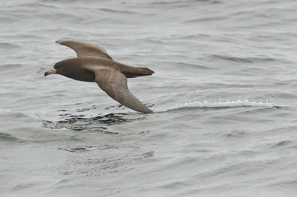 Flesh-footed Shearwater - ML179514611