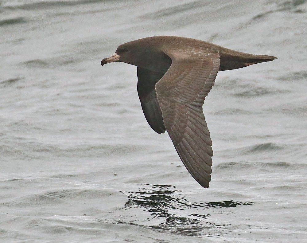 Flesh-footed Shearwater - ML179514651