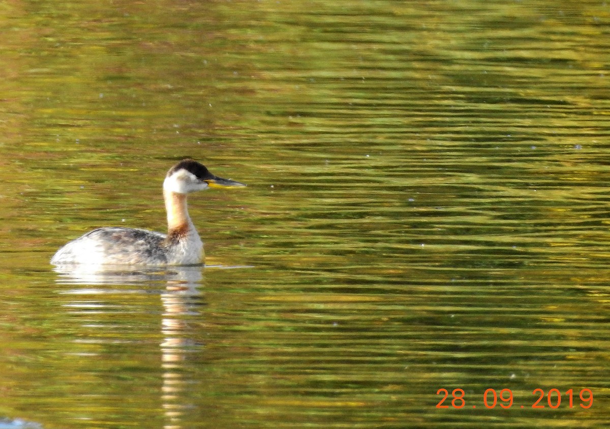 Red-necked Grebe - ML179514851