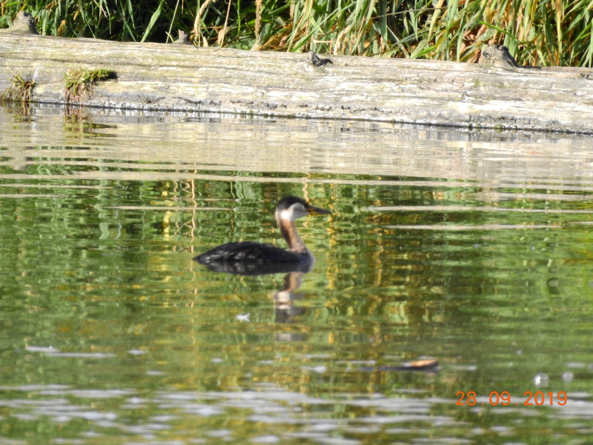 Red-necked Grebe - ML179515001