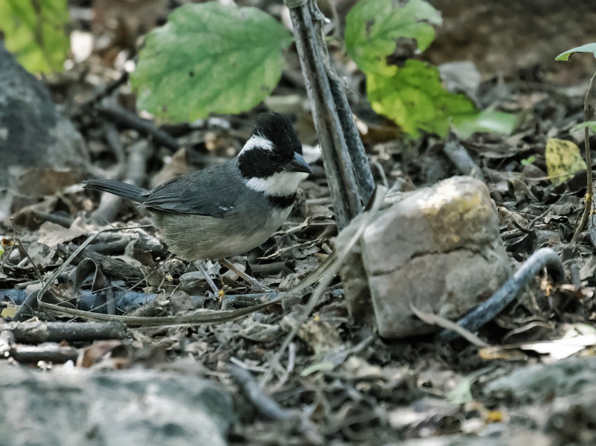 Black-capped Sparrow - Nick Athanas