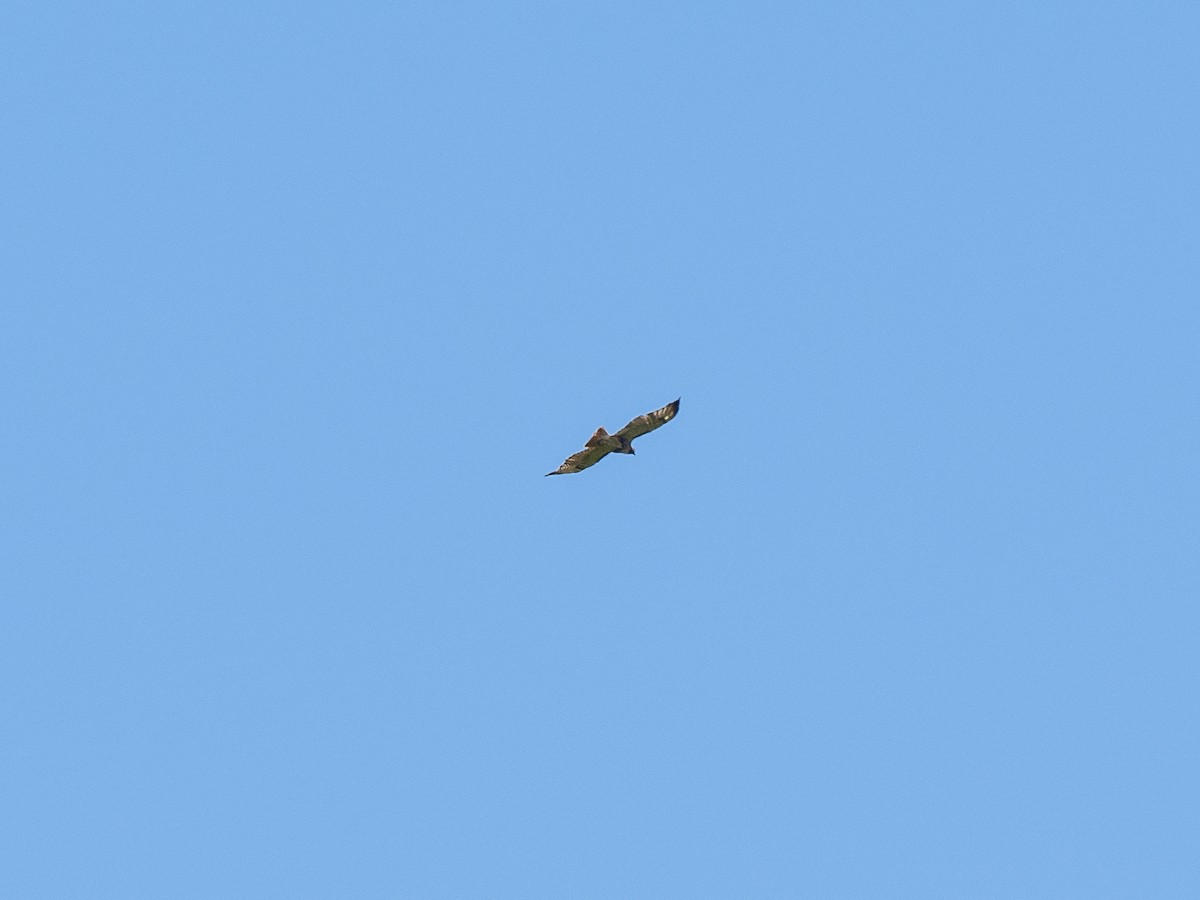 Red-tailed Hawk (solitudinis) - ML179517571