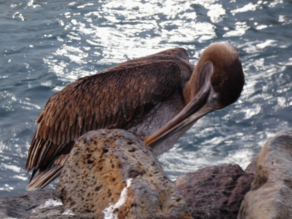 pelikán hnědý - ML179523701
