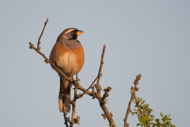 Many colored Chaco Finch eBird