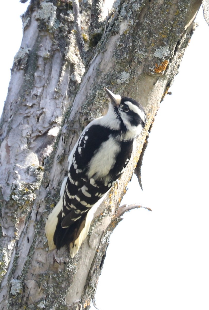 Downy Woodpecker - ML179535431