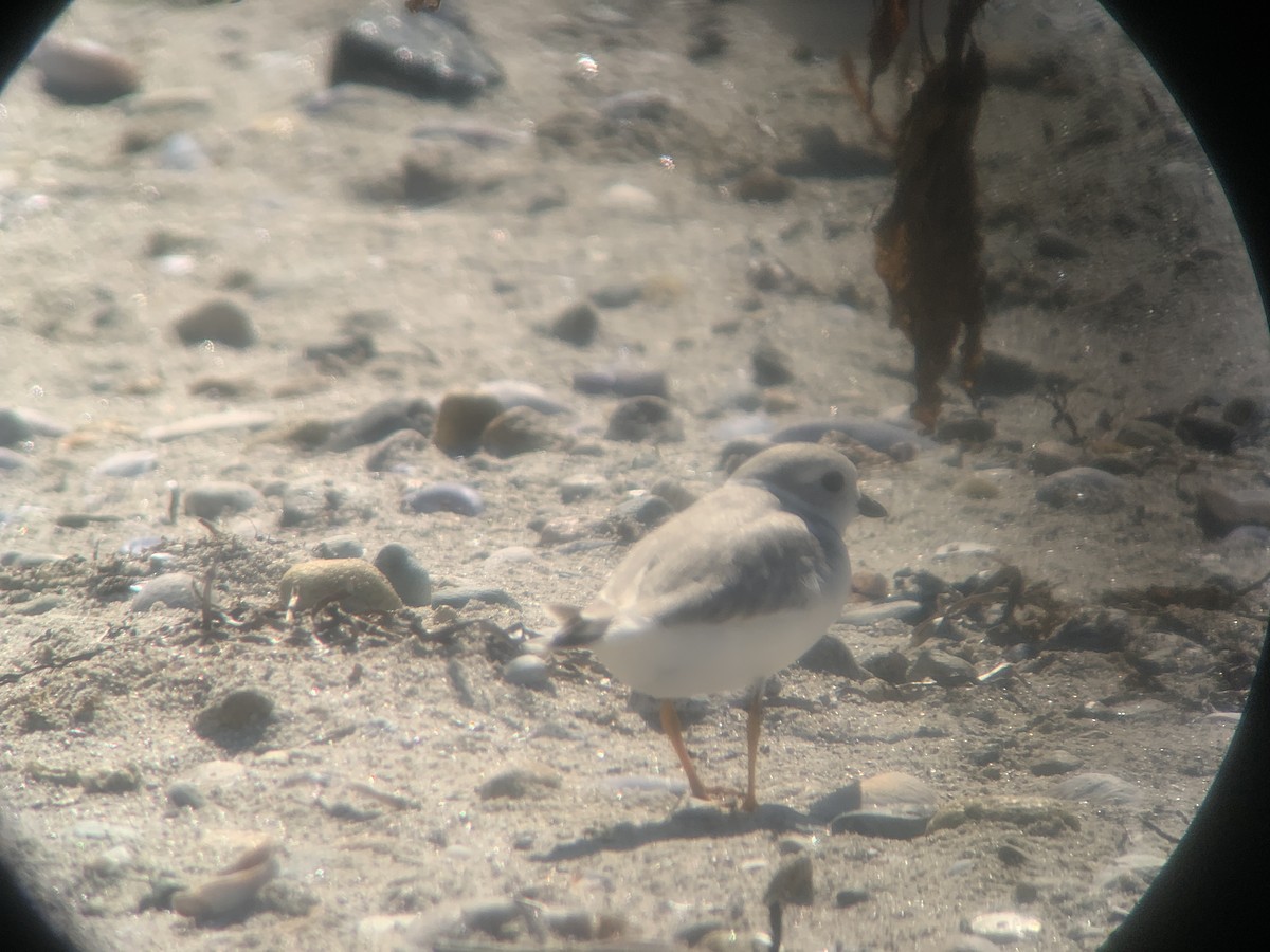 Piping Plover - ML179539031