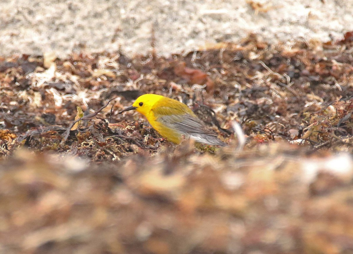 Prothonotary Warbler - Mike  Jones