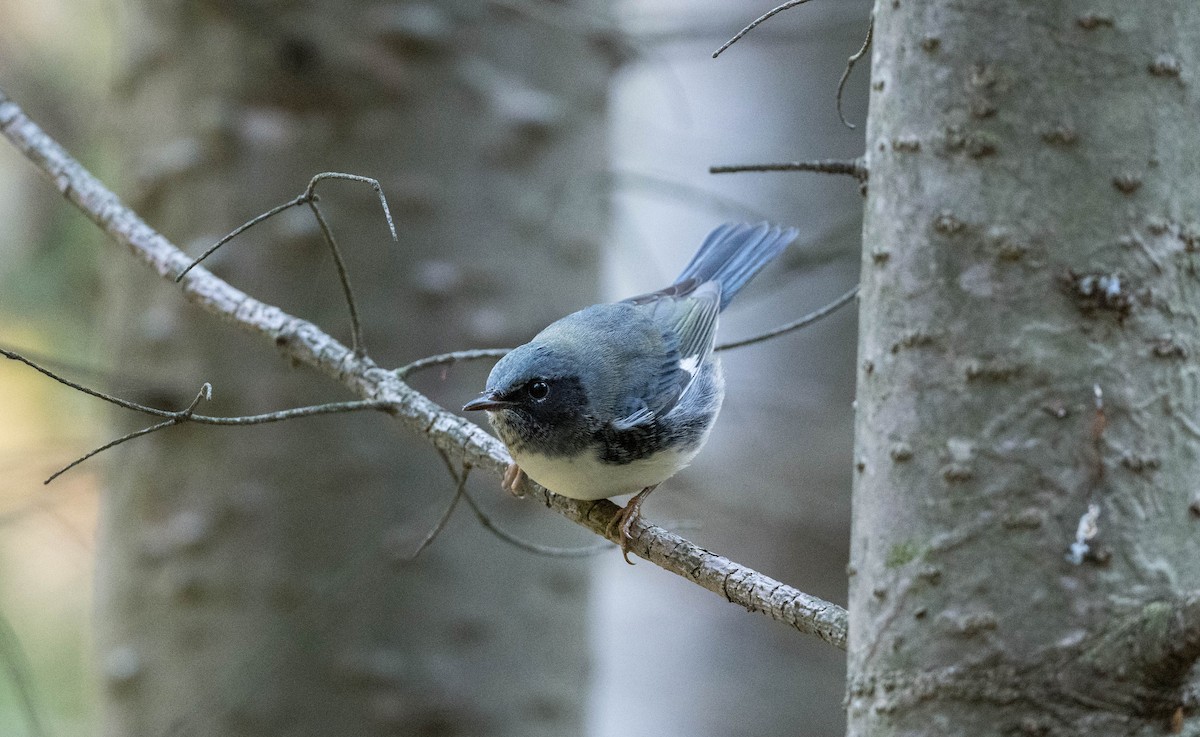 Black-throated Blue Warbler - Yannick Fleury