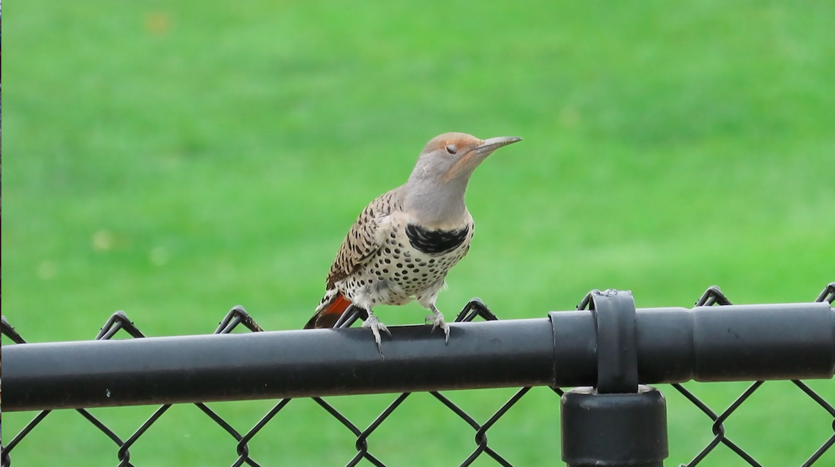 Northern Flicker (Yellow-shafted x Red-shafted) - Ted Floyd