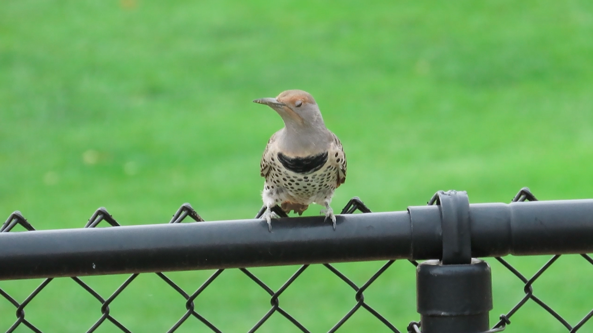 Northern Flicker (Yellow-shafted x Red-shafted) - ML179556781