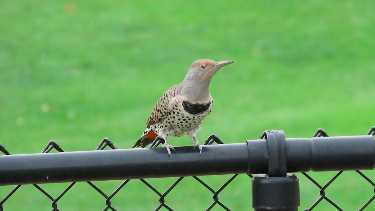 Northern Flicker (Yellow-shafted x Red-shafted) - ML179556791