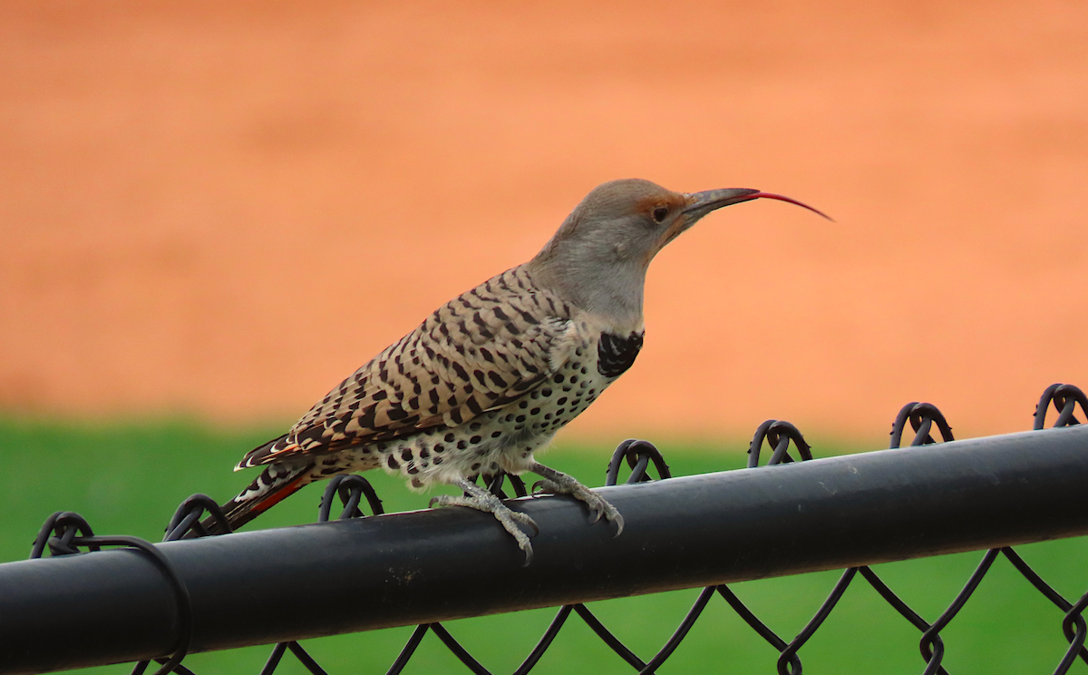 Northern Flicker (Yellow-shafted x Red-shafted) - ML179556881
