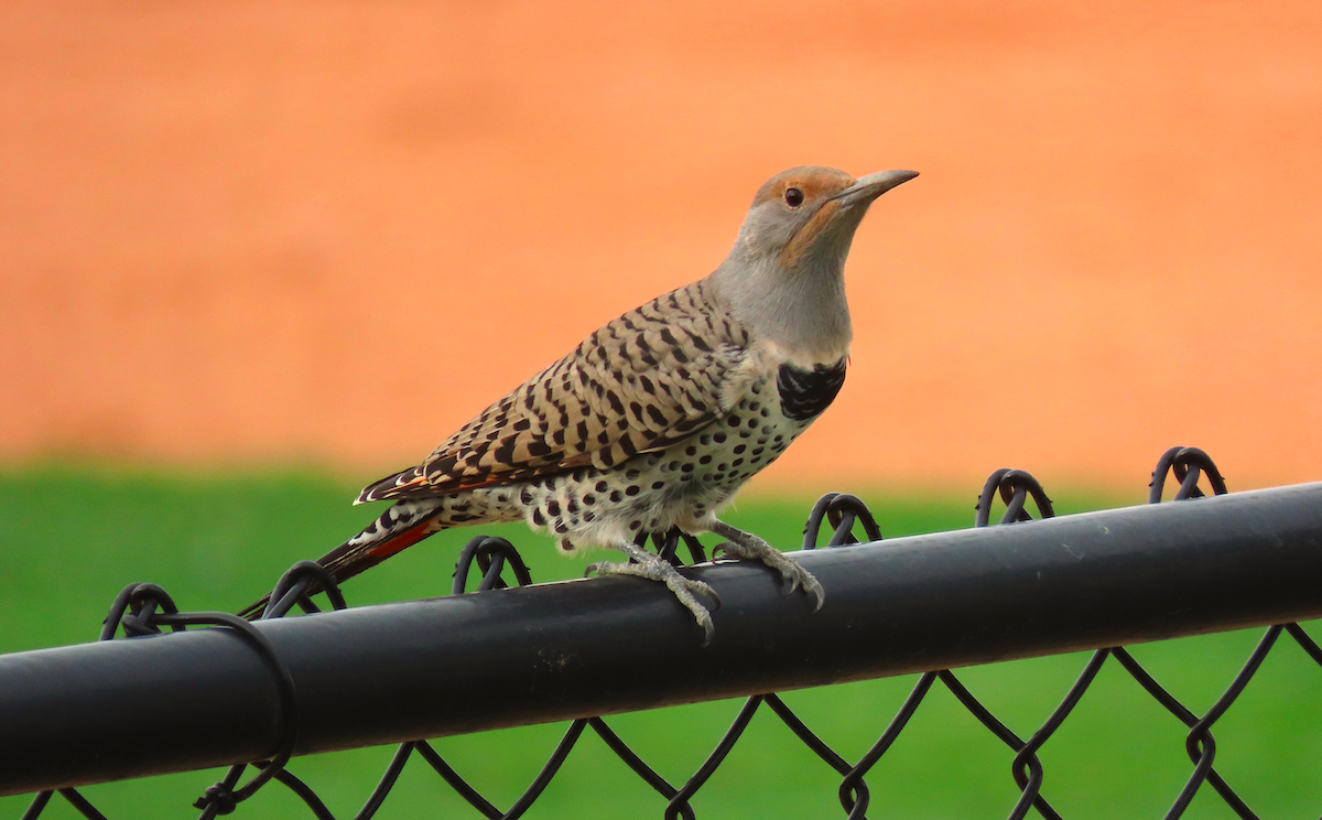 Northern Flicker (Yellow-shafted x Red-shafted) - ML179556891