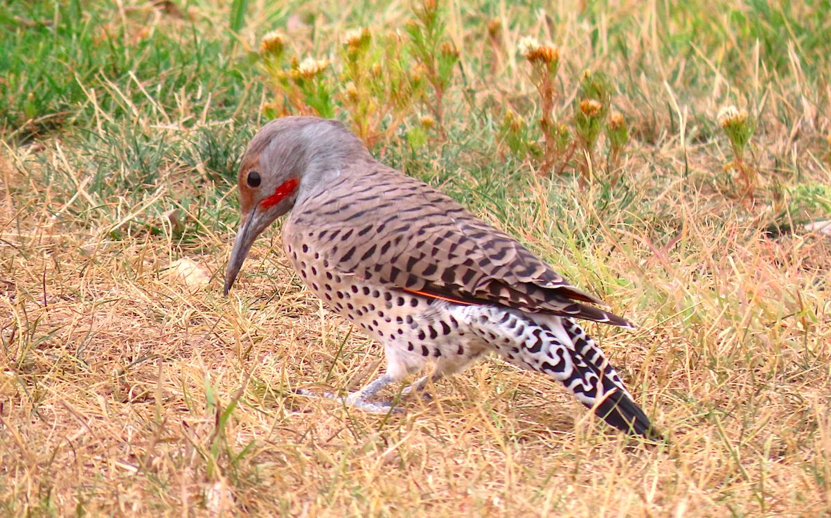 Northern Flicker (Red-shafted) - ML179556901