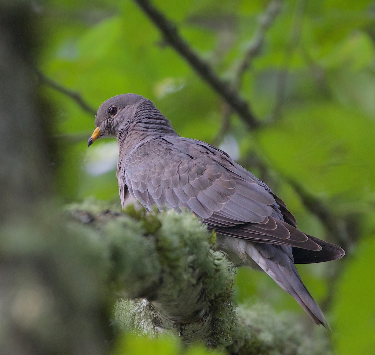 Band-tailed Pigeon - ML179557891