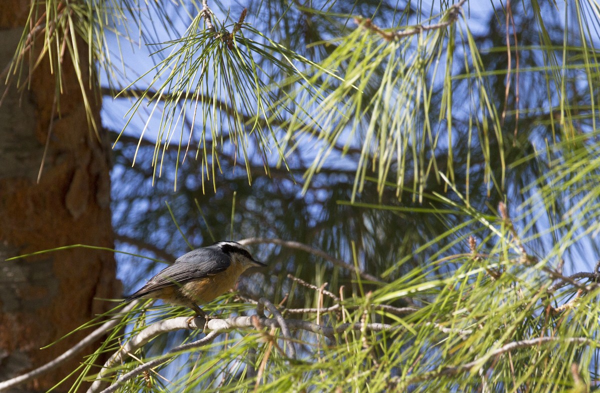 Red-breasted Nuthatch - ML179560261
