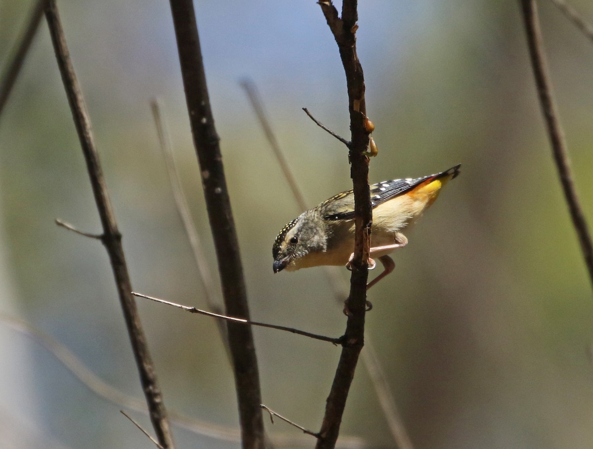 Spotted Pardalote - ML179569261