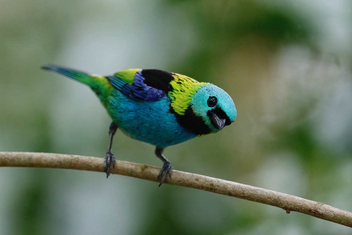 Green-headed Tanager - ML179570911