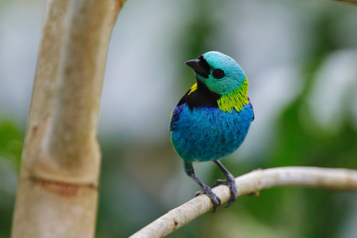 Green-headed Tanager - ML179570931