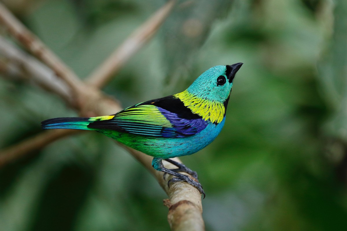 Green-headed Tanager - Timo Mitzen