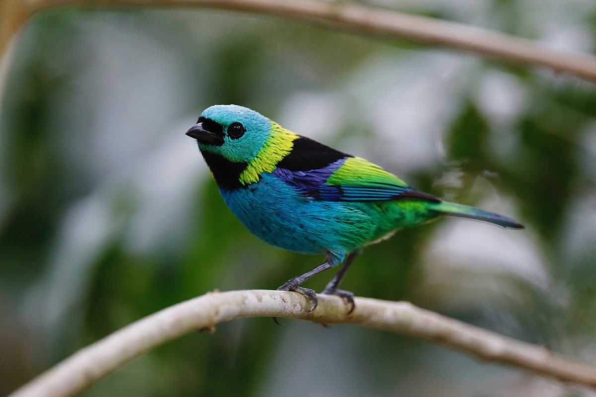 Green-headed Tanager - ML179570951