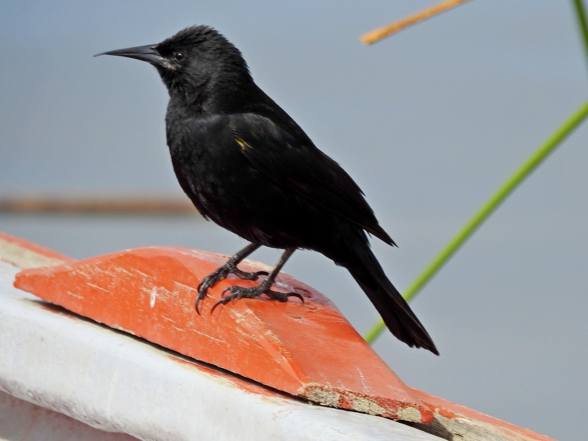 Yellow-winged Blackbird - Bill Ypsilantis