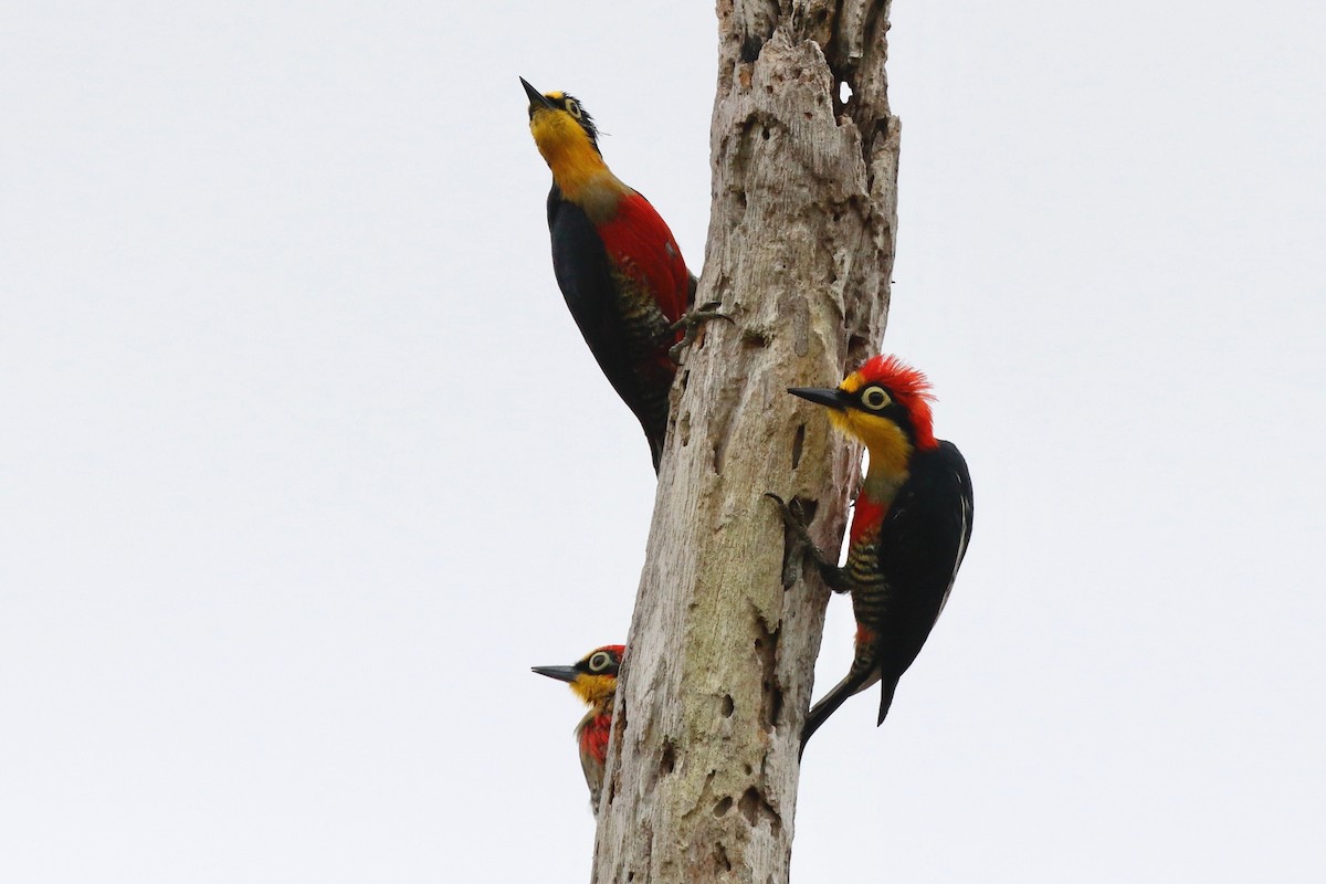 Yellow-fronted Woodpecker - ML179571361