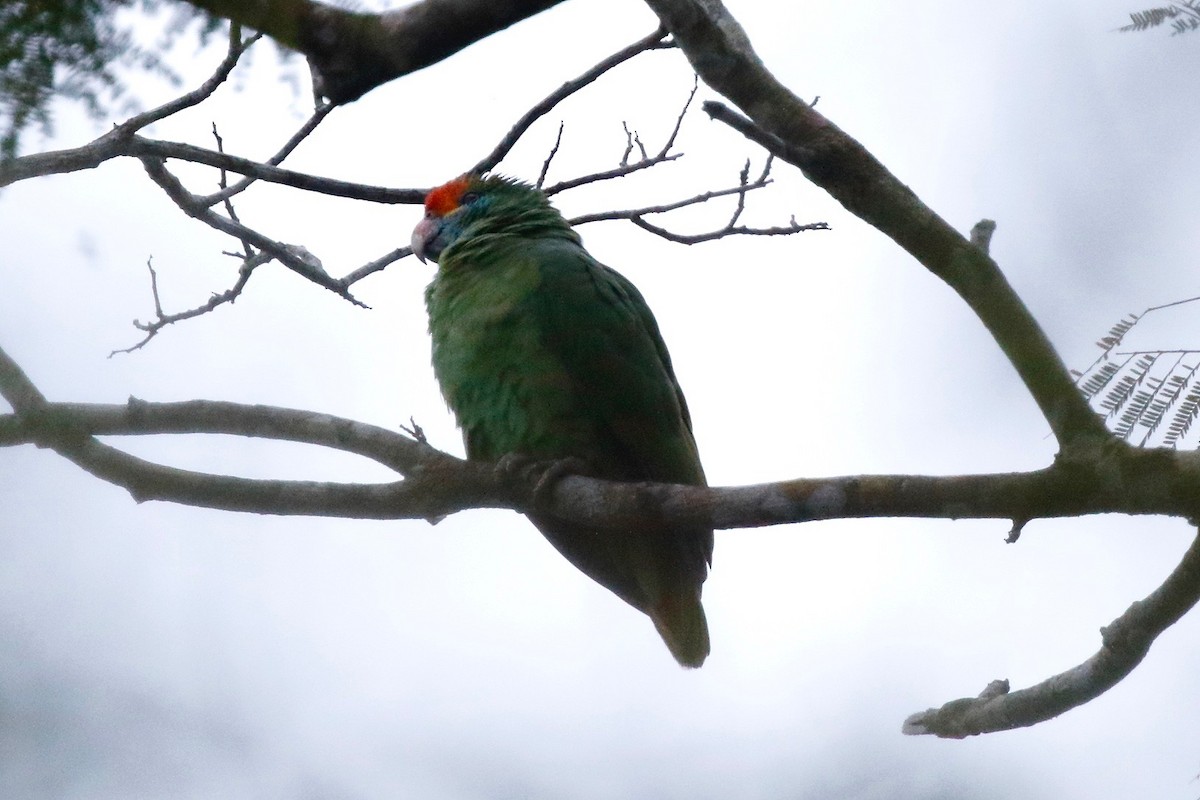 Red-browed Parrot - ML179572051