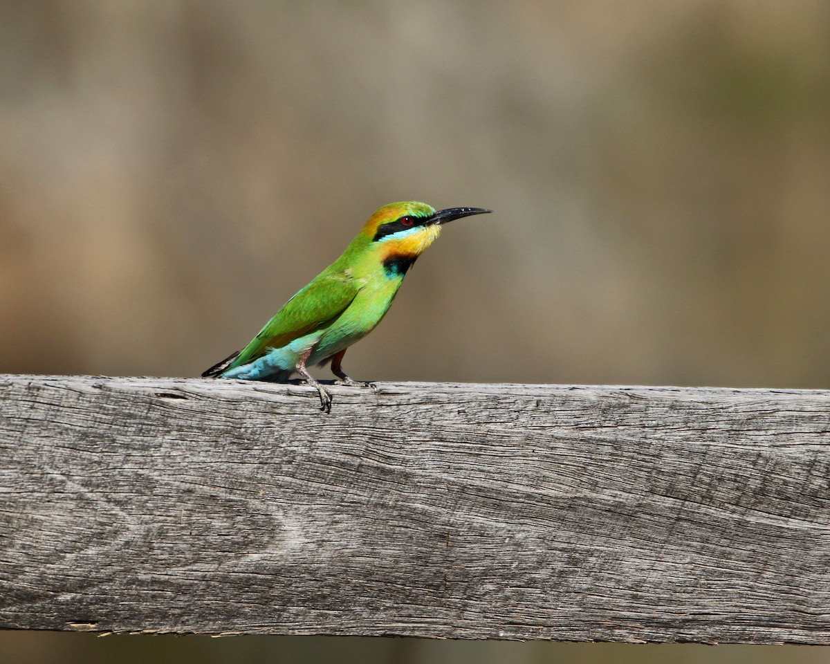 Rainbow Bee-eater - Julie Sarna