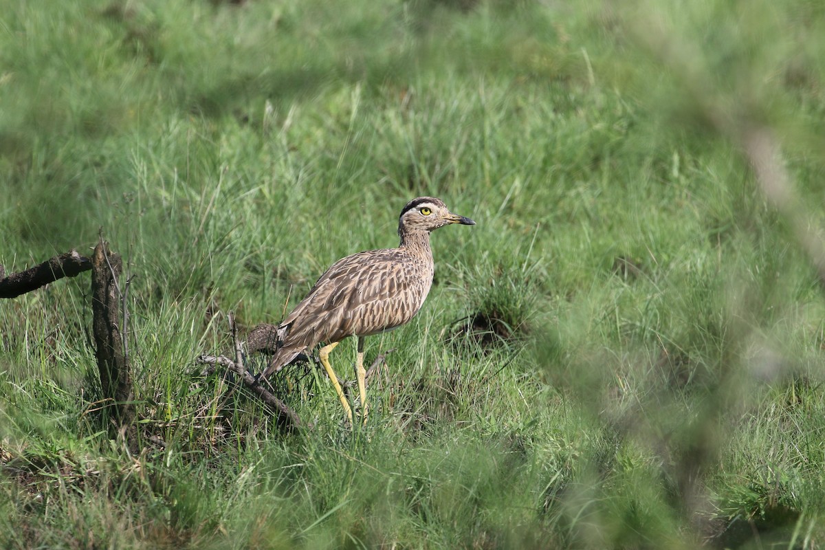 Double-striped Thick-knee - ML179577791