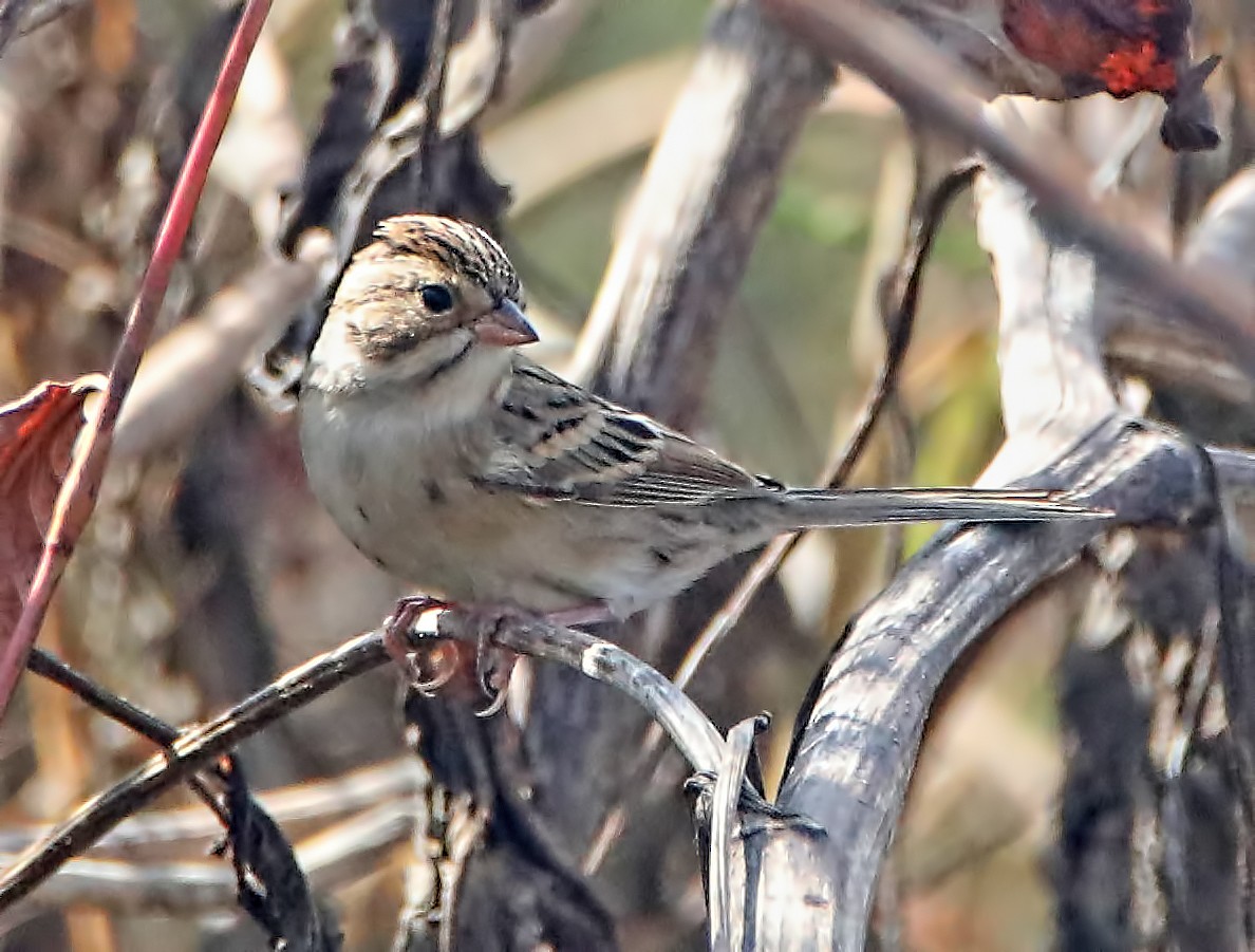 Clay-colored Sparrow - Elizabeth Winter