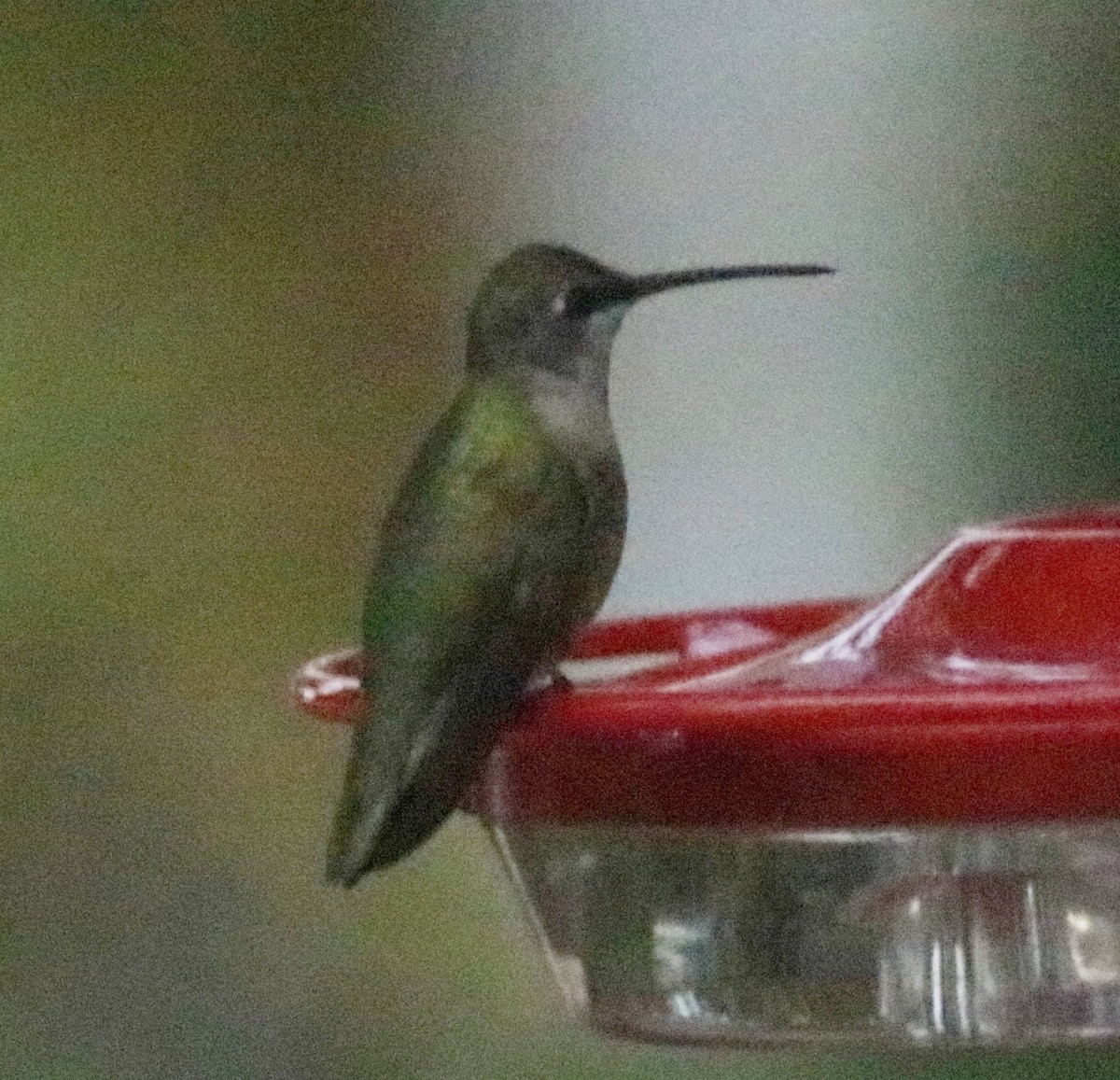 Black-chinned Hummingbird - ML179584221