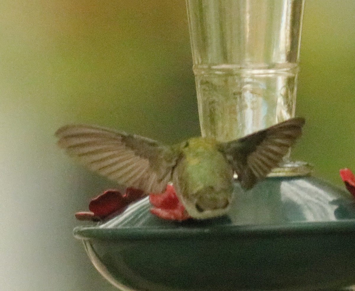 Black-chinned Hummingbird - ML179584471