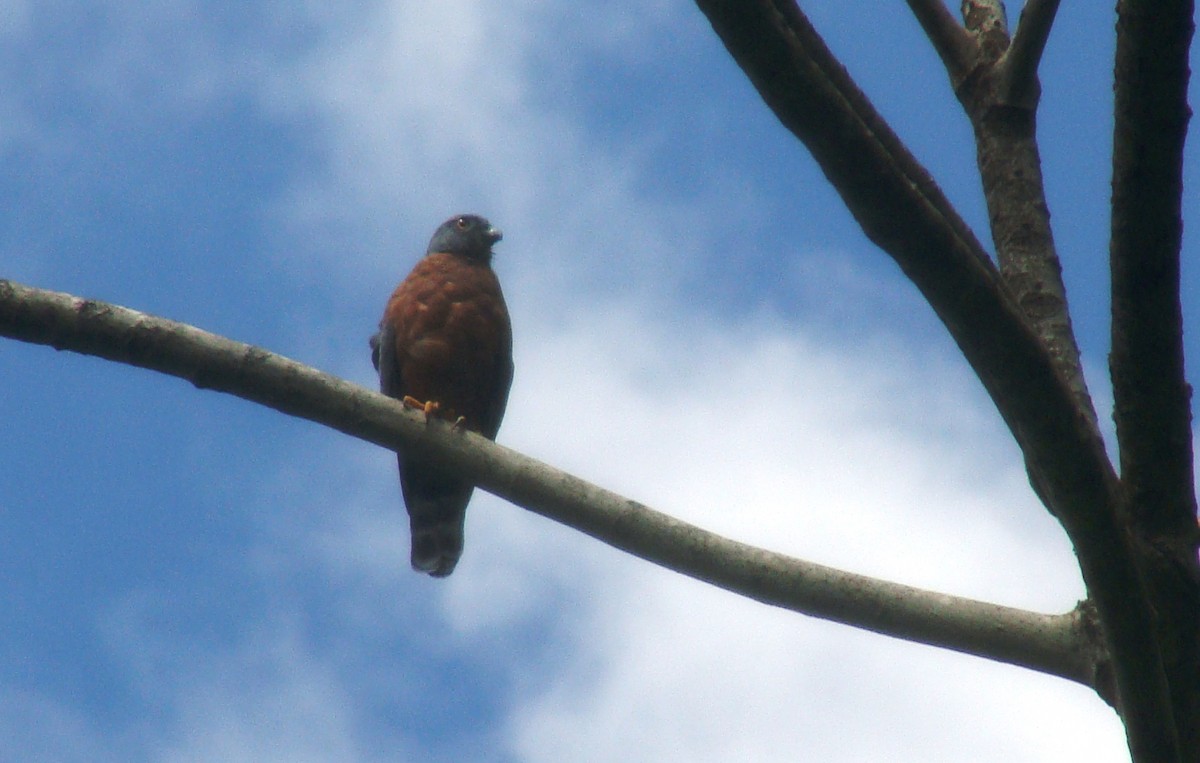 Double-toothed Kite - ML179588551