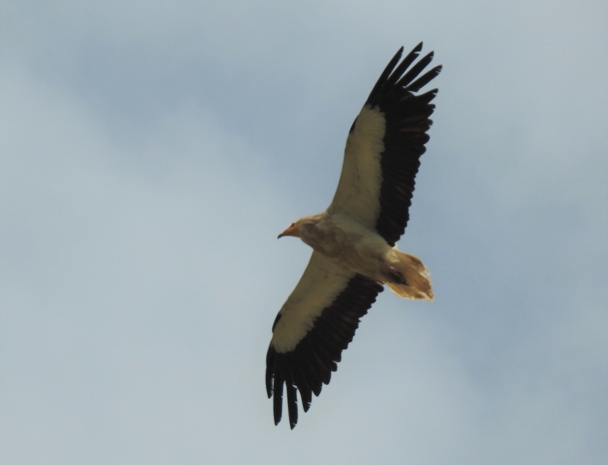 Egyptian Vulture - ML179590571