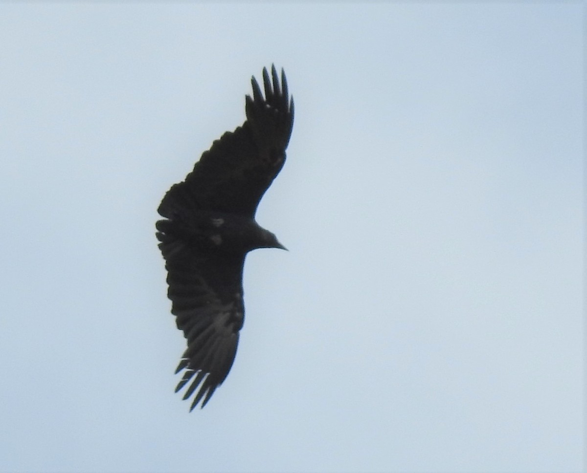 Fan-tailed Raven - ML179591061