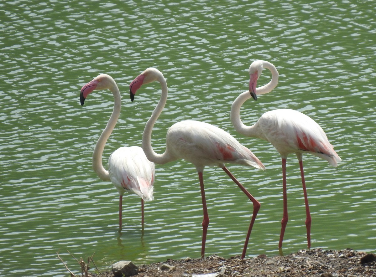 Greater Flamingo - ML179593431
