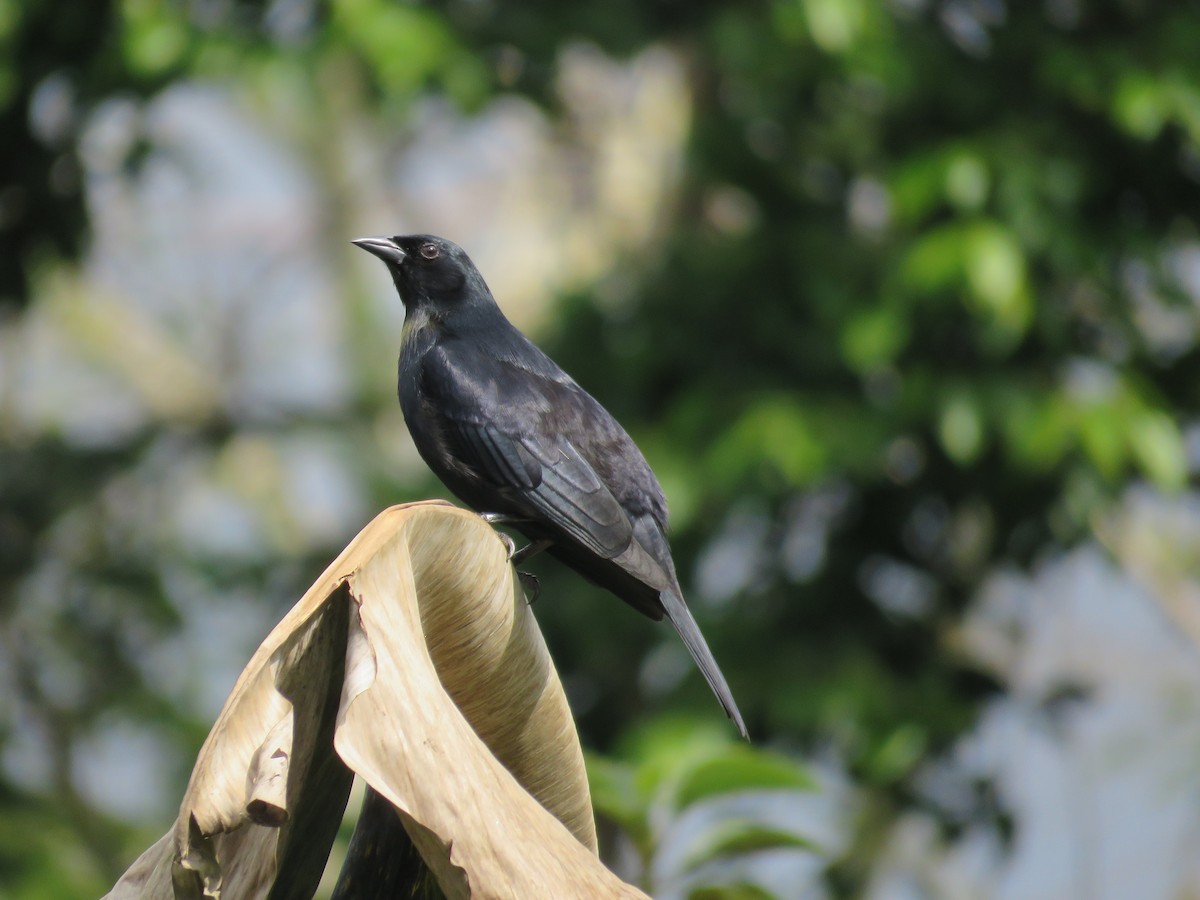 Cuban Blackbird - ML179593621