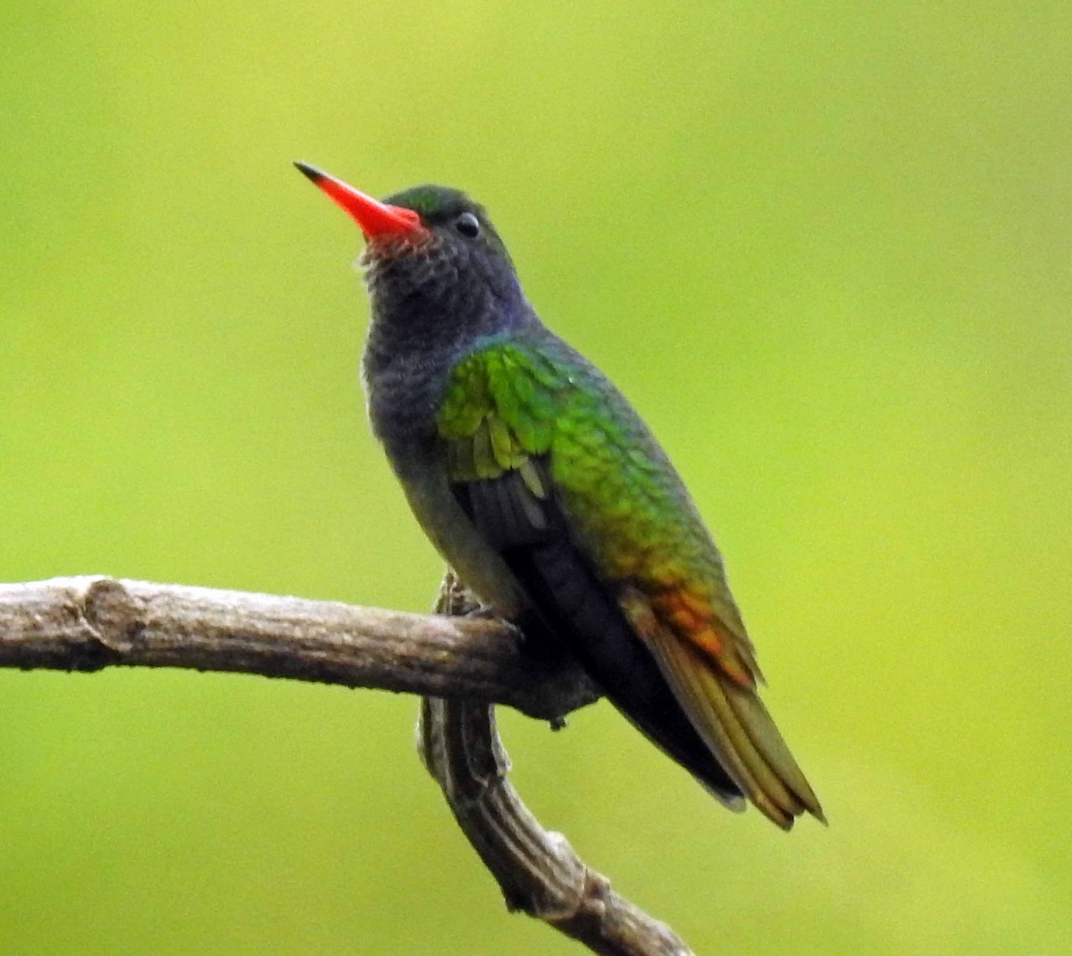 kolibřík zlatoocasý - ML179595391